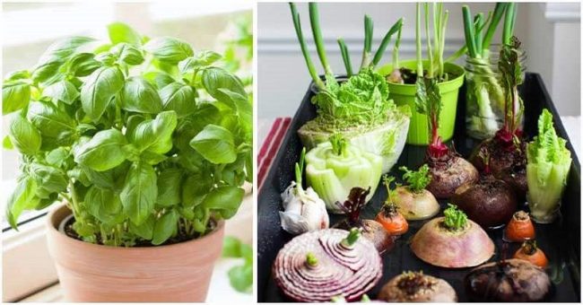 11 Plants That You Can Always Regrow From Kitchen Scraps – Healthy Food House