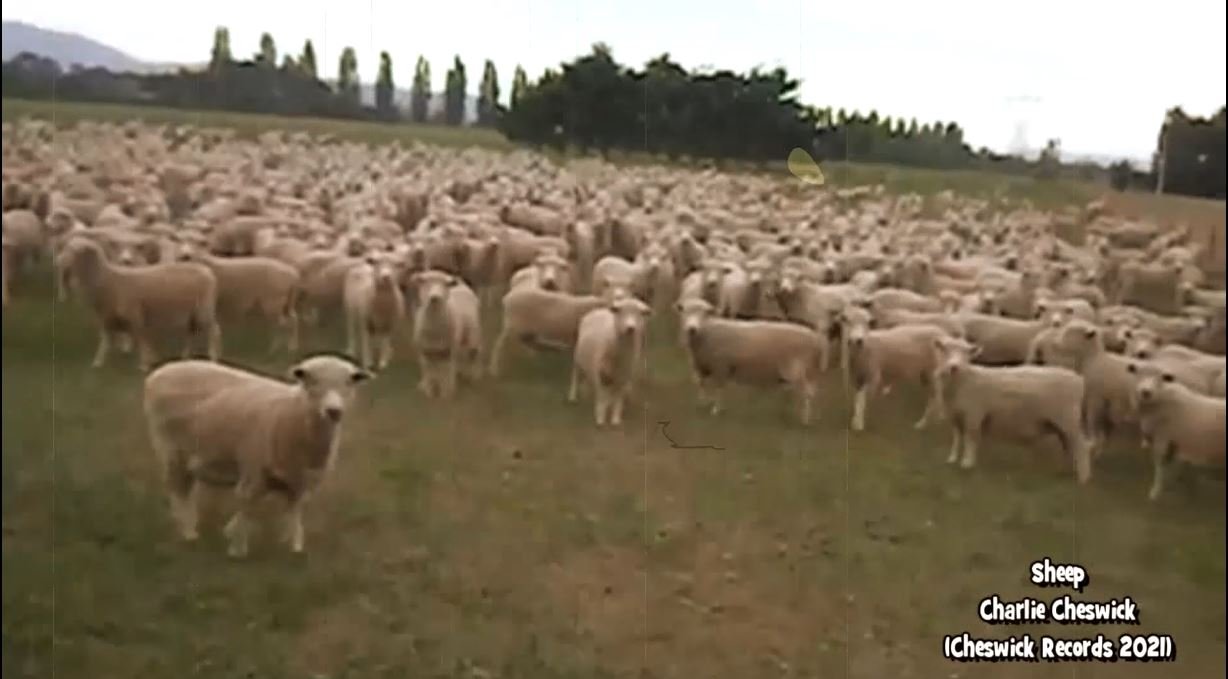 Charlie Cheswick Sheep (Coronavirus Song) covid19 parody version of Creep by Radiohead